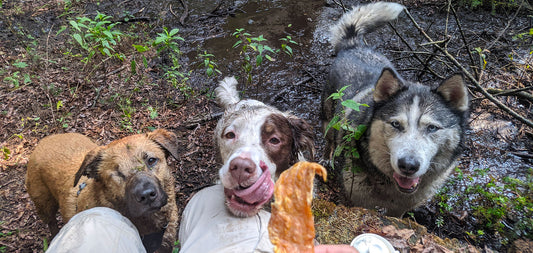 Deliciosos premios naturales para perros: ¡Una opción saludable y sabrosa!